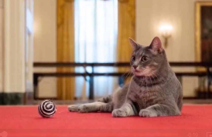 Семейство Байдън има нов домашен любимец Стопаните на Белия дом